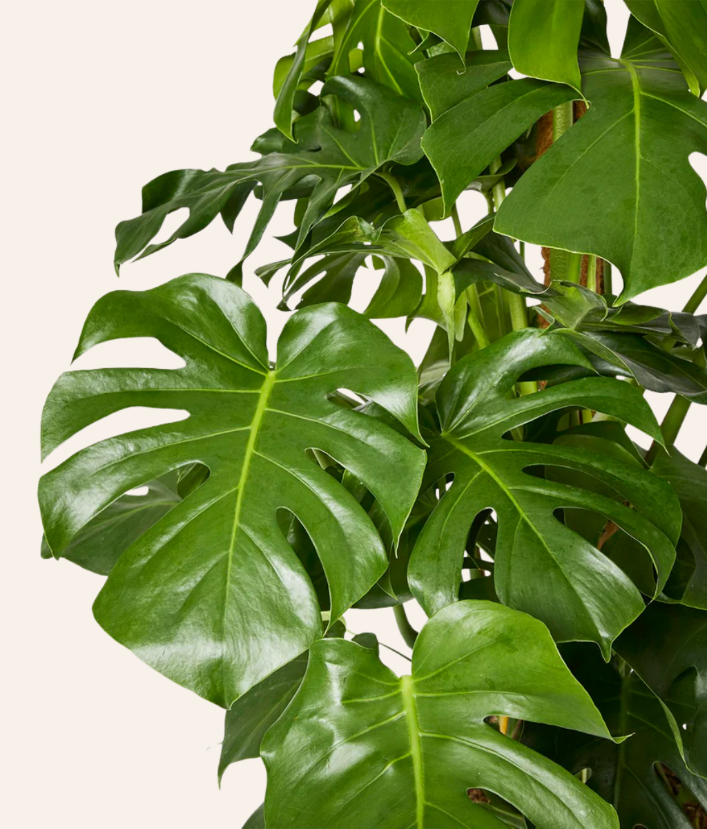 Monstera Swiss Cheese Plant (Monstera adansonii)