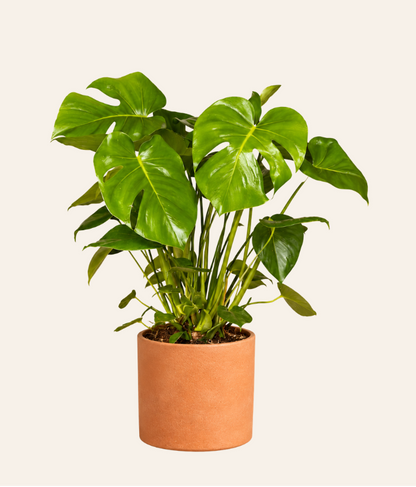 Monstera Swiss Cheese Plant (Monstera adansonii)