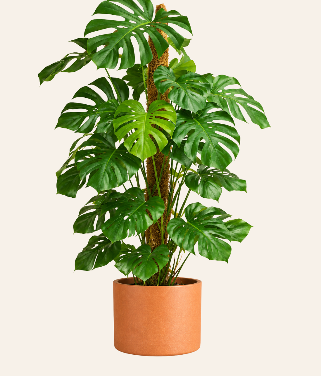 Monstera Swiss Cheese Plant (Monstera adansonii)