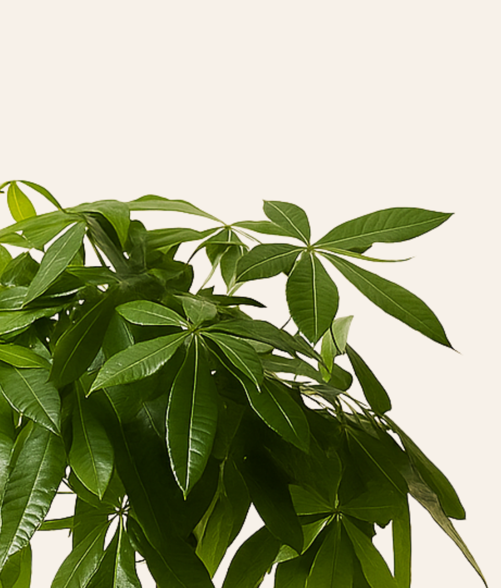 Pachira (Money Tree) (Braided)
