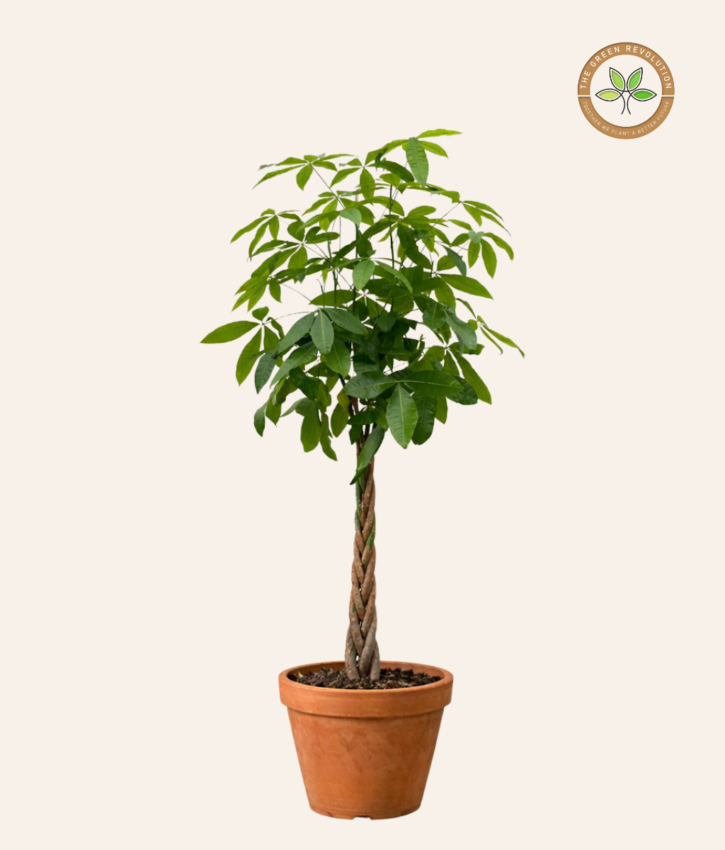 money tree dubai Pachira Money Tree – Indoor Plant for Luck & Prosperity – TGR – The Green  Revolution (TGR)