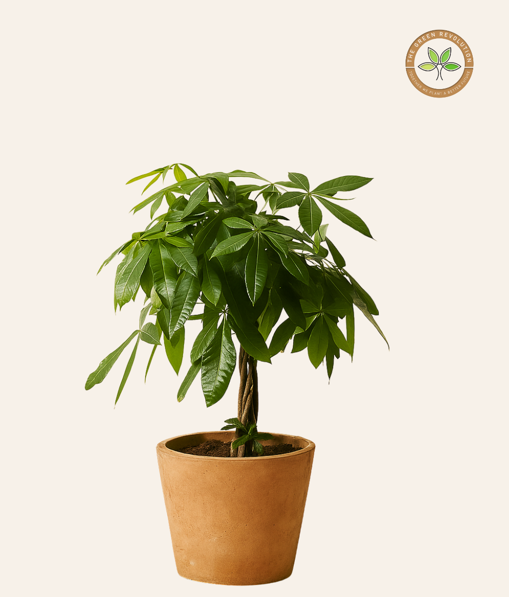 Pachira (Pachira aquatica) (Braided)