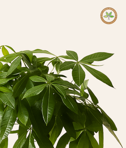 Pachira (Pachira aquatica) (Braided)