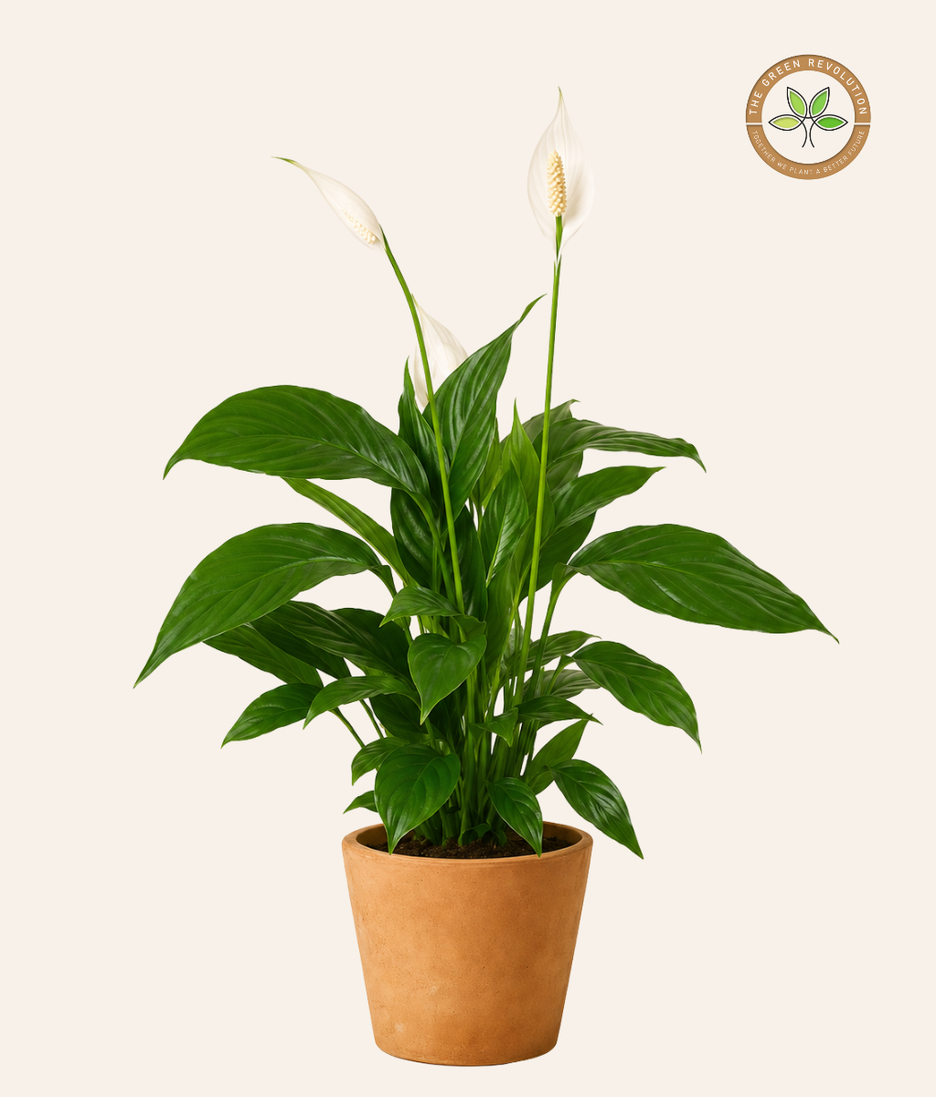 Spathiphyllum (Peace Lily)
