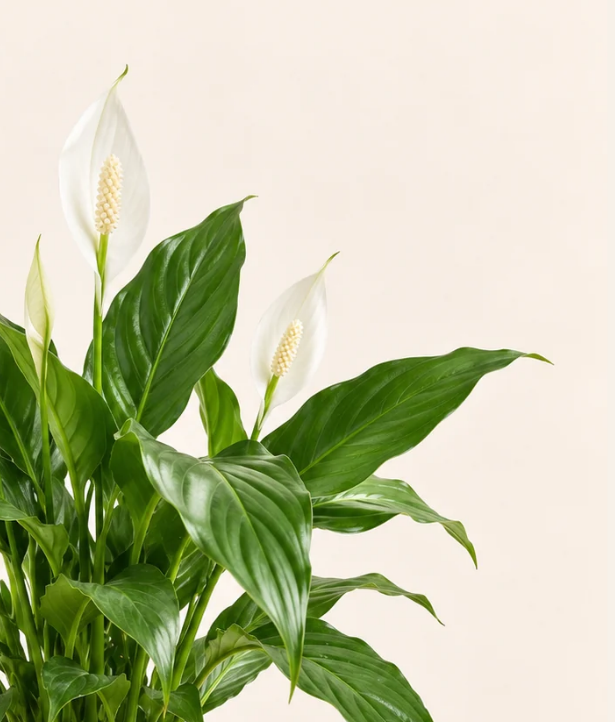 Peace Lily (Spathiphyllum)