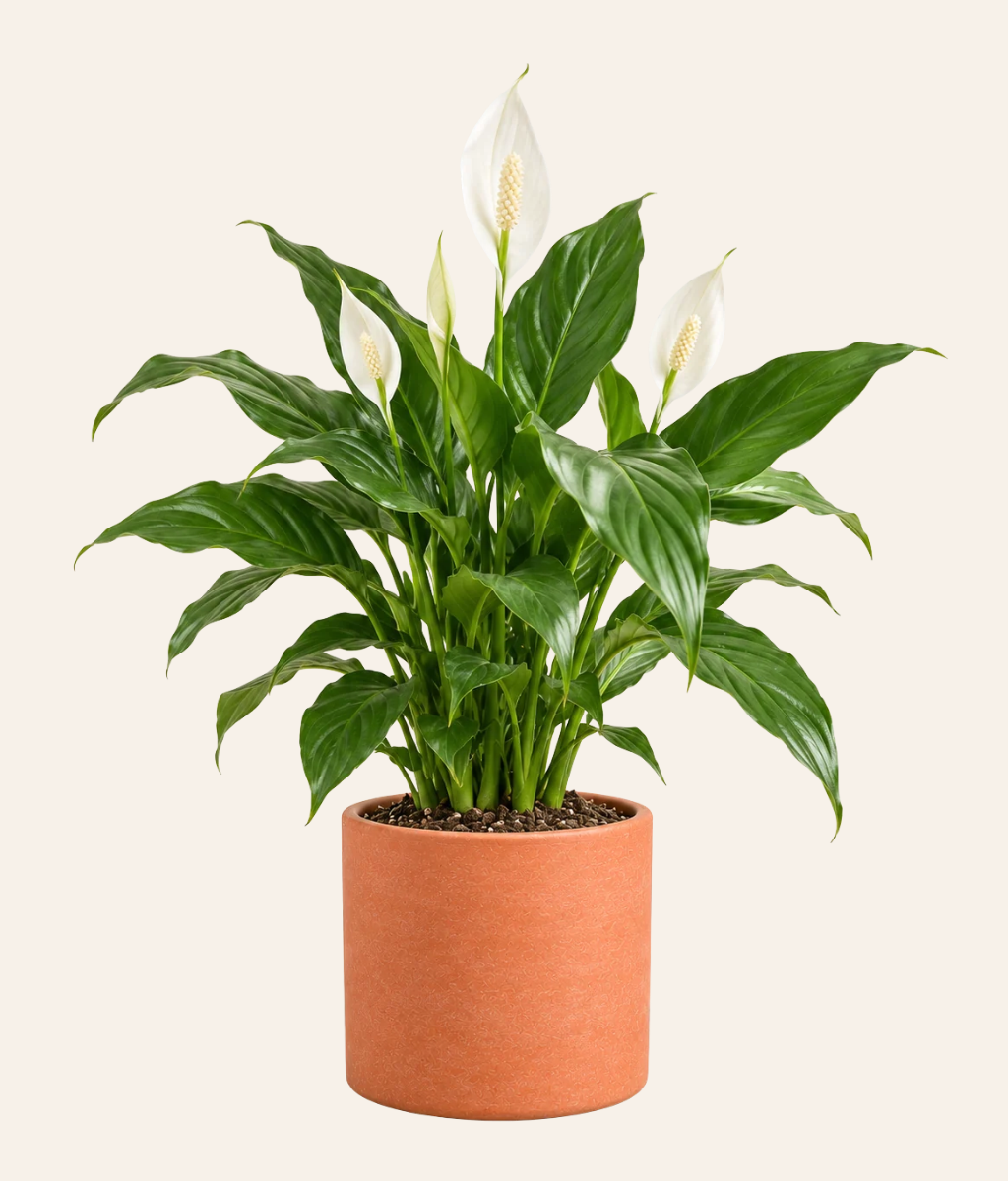 Peace Lily (Spathiphyllum)