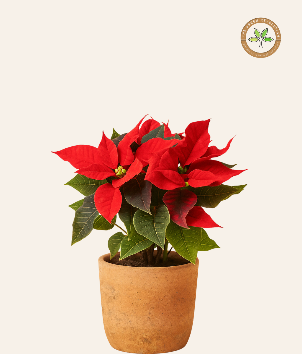 Poinsettia Red Plant in Terracotta Pot