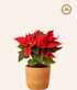 Poinsettia Red Plant in Terracotta Pot