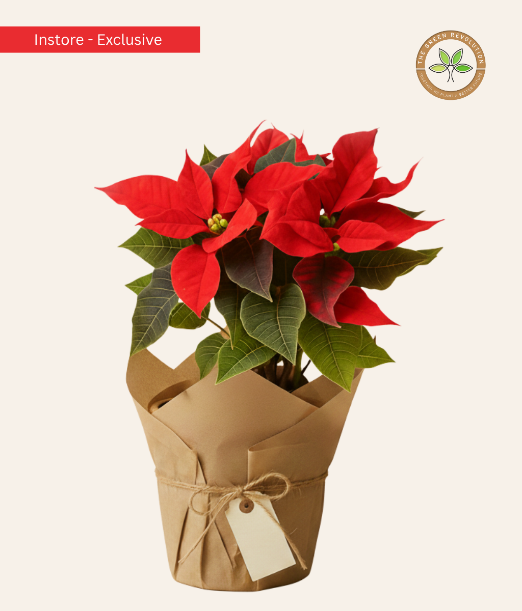 Festive Red Poinsettia for Christmas Gifting