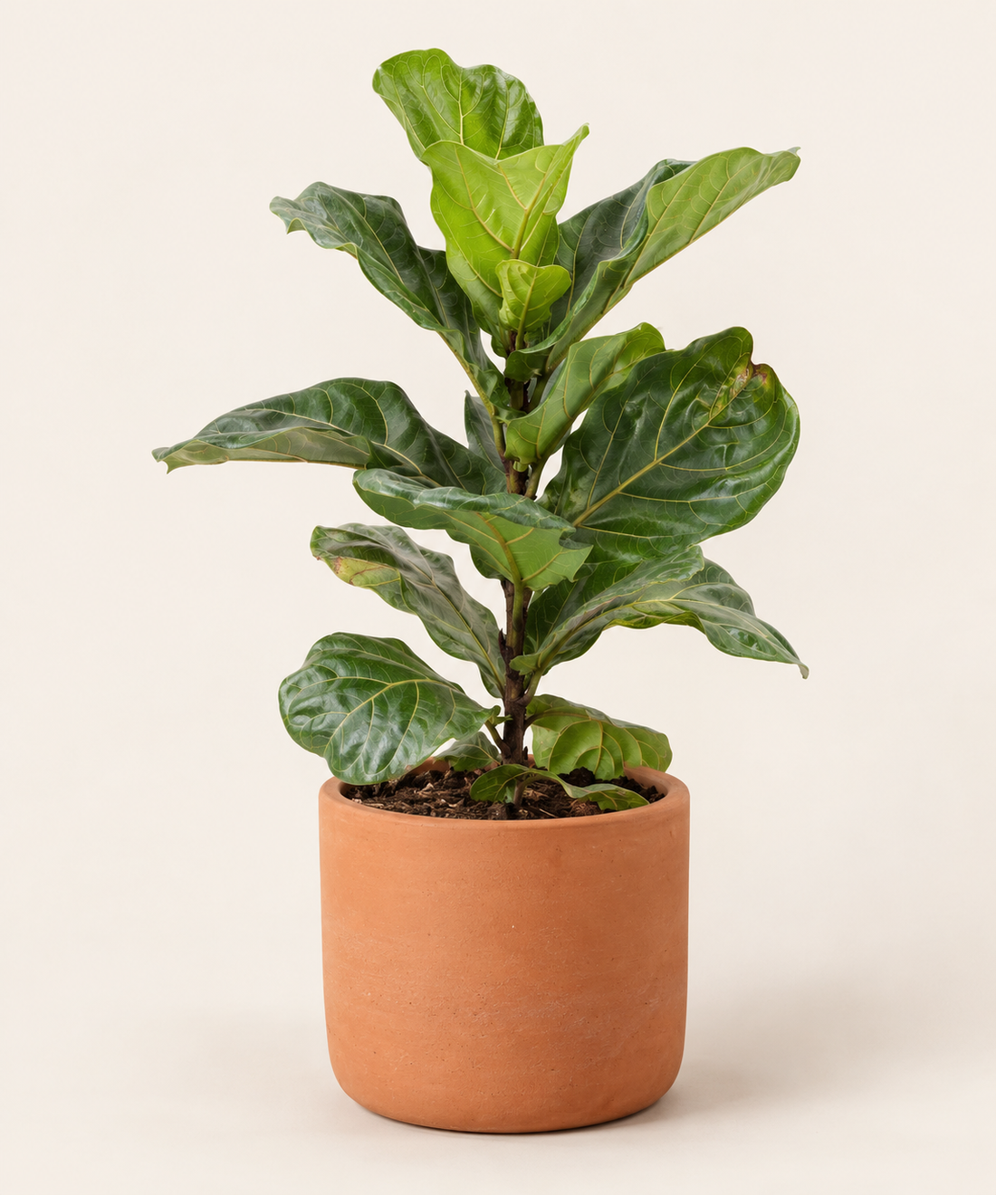 Ficus lyrata (Fiddle Leaf Fig)