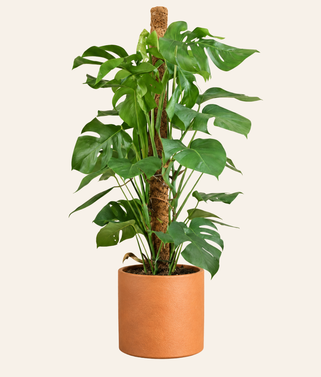 Monstera Swiss Cheese Plant (Monstera adansonii)