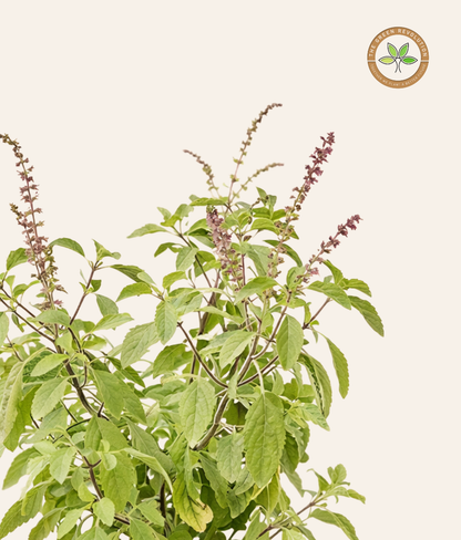 Tulsi | Holy Basil (Ocimum tenuiflorum)