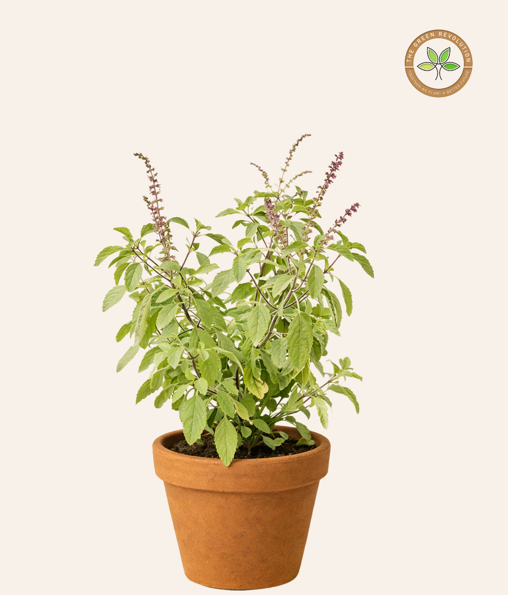 Tulsi | Holy Basil (Ocimum tenuiflorum)