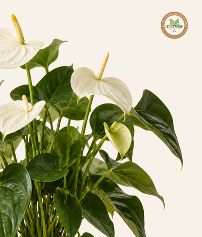 Anthurium White (White Flamingo Flower)