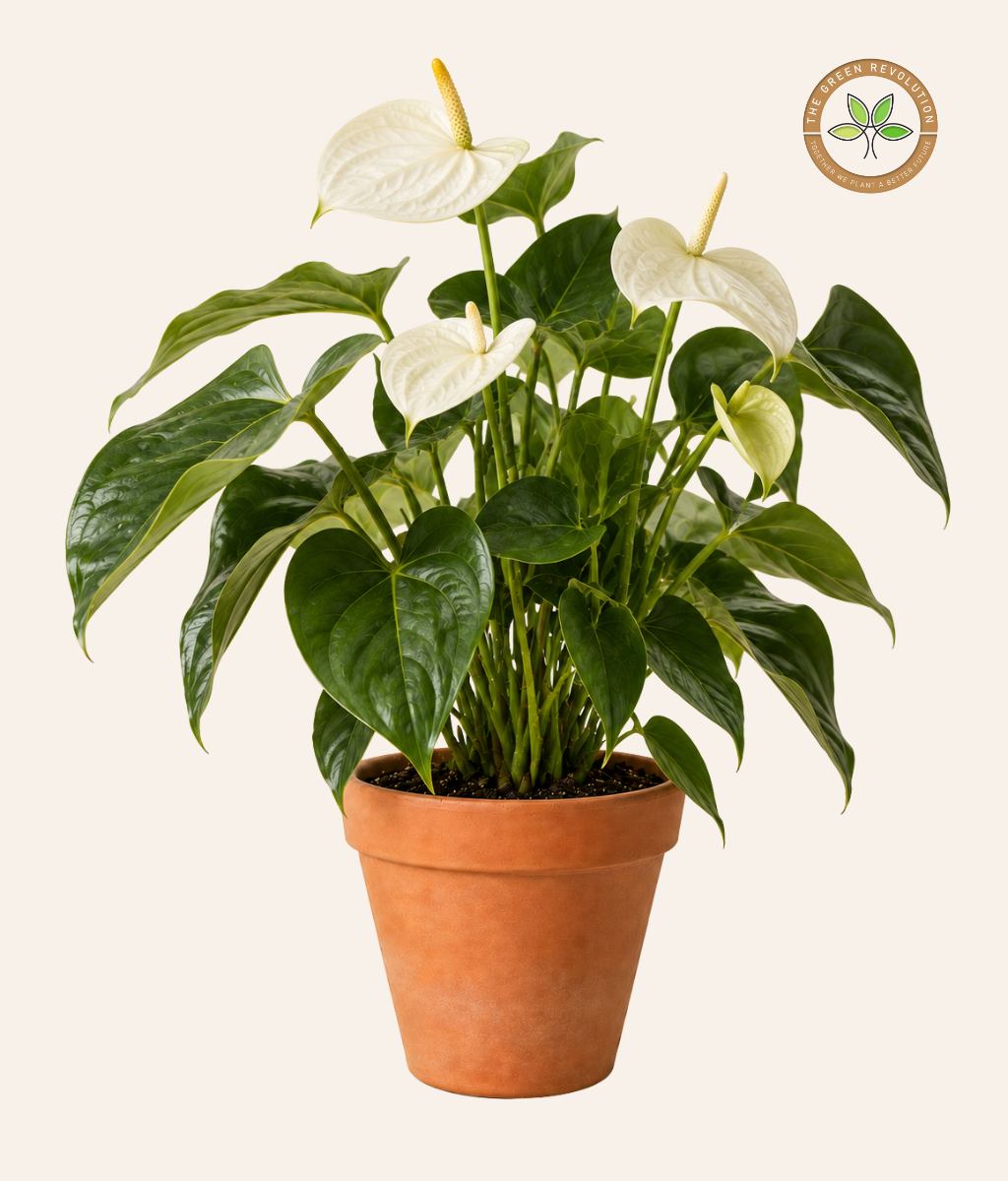 Anthurium White (White Flamingo Flower)