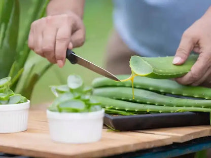 Aloe Vera - Indoors